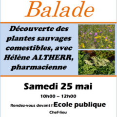 Samedi 25 mai, balade pour découvrir les plantes sauvages comestibles avec Hélène Haltherr