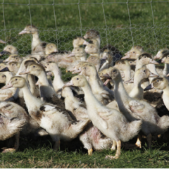 Influenza aviaire : un foyer détecté dans la basse-cour d’un particulier