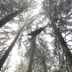 La Zad de la colombière s’installe. Un pique nique citoyen est prévu ce dimanche 21 novembre