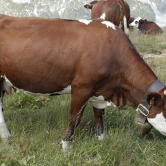 La confédération paysanne  s’oppose à l’abattage des bovins de la ferme de Saint Laurent
