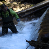 Filmer la biodiversité de nos cours d’eau pour mieux la protéger