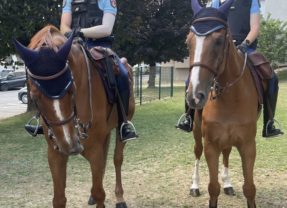 La gendarmerie au galop