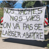 Appel au secours pour sauver les vaches de Haute-Savoie