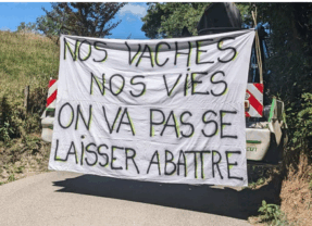 Appel au secours pour sauver les vaches de Haute-Savoie