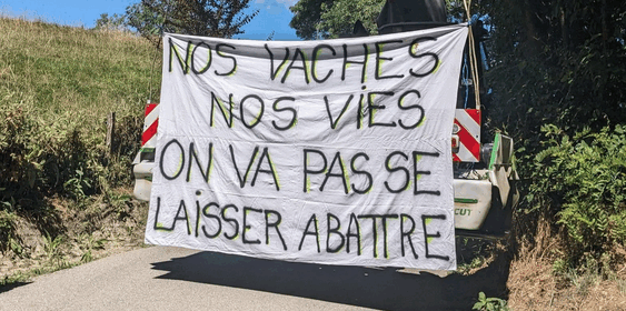 Appel au secours pour sauver les vaches de Haute-Savoie