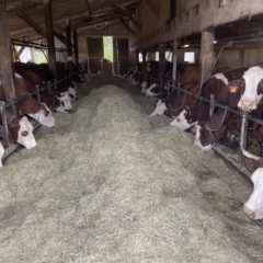 Soutien à André et Laurence de la ferme « La mésange bleue »