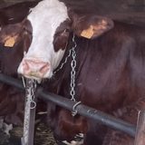 À l’occasion de la visite de la ministre de l’agriculture à Chambéry, la confédération paysanne appelle à une mobilisation ce jeudi 24 juillet