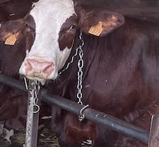 Soutien à André et Laurence de la ferme « La mésange bleue »