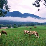 En 2026, ralentir le massacre animal 