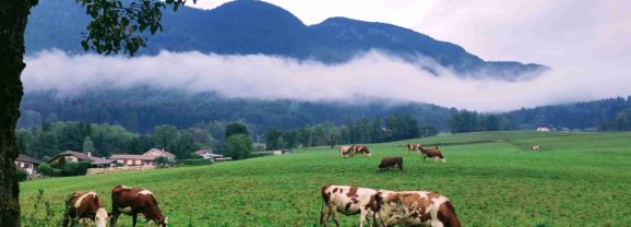 En 2026, ralentir le massacre animal 