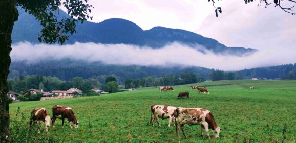 En 2026, ralentir le massacre animal 