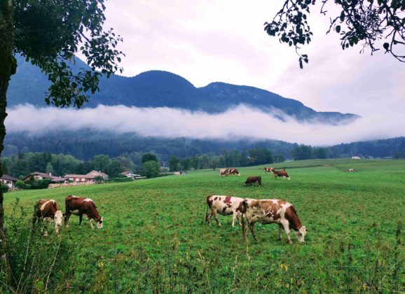 En 2026, ralentir le massacre animal 