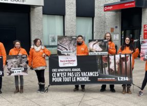 L214 dénonce la nourriture offerte aux clients des hôtels quatre étoiles Adagio préparée avec des animaux maltraités