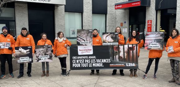 L214 dénonce la nourriture offerte aux clients des hôtels quatre étoiles Adagio préparée avec des animaux maltraités