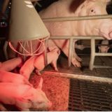 Pour dénoncer l&rsquo;élevage intensif des cochons en cage, L2014 appelle à manifester ce samedi 17 janvier à Annecy devant l&rsquo;hôtel Adagio du groupe Pierre et Vacances