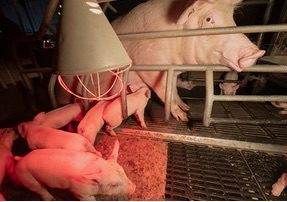 Pour dénoncer l&rsquo;élevage intensif des cochons en cage, L2014 appelle à manifester ce samedi 17 janvier à Annecy devant l&rsquo;hôtel Adagio du groupe Pierre et Vacances