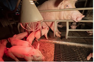 Pour dénoncer l&rsquo;élevage intensif des cochons en cage, L2014 appelle à manifester ce samedi 17 janvier à Annecy devant l&rsquo;hôtel Adagio du groupe Pierre et Vacances