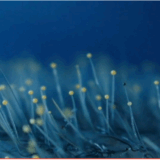 Samedi 21 mars, grand banquet populaire à Seynod