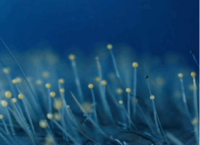 Samedi 21 mars, grand banquet populaire à Seynod