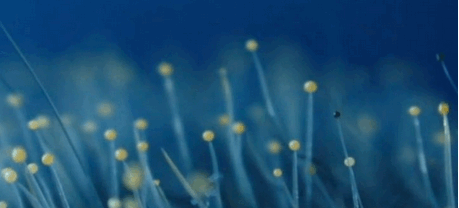 Samedi 21 mars, grand banquet populaire à Seynod