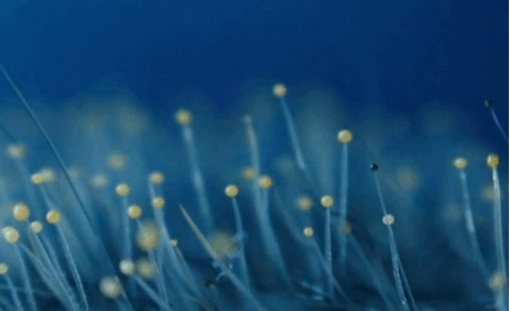 Samedi 21 mars, grand banquet populaire à Seynod