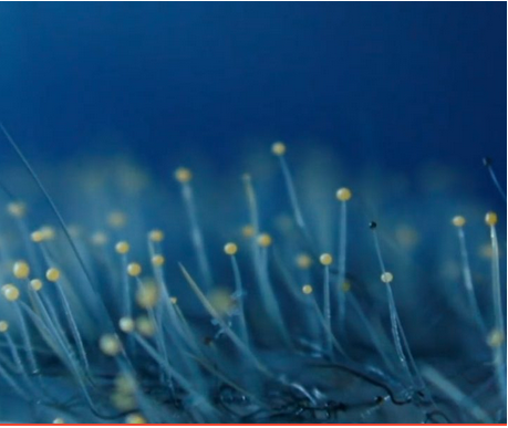 Samedi 21 mars, grand banquet populaire à Seynod