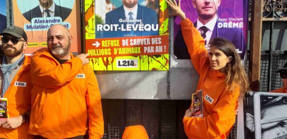 La condition animale, gros enjeu des municipales ?