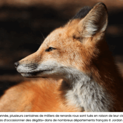 Les députés macronistes et socialistes rejettent les pétitions citoyennes contre le maintien des pesticides et le massacre des renards