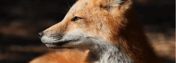 Les députés macronistes et socialistes rejettent les pétitions citoyennes contre le maintien des pesticides et le massacre des renards