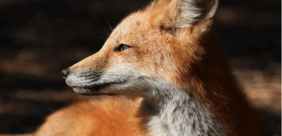 Les députés macronistes et socialistes rejettent les pétitions citoyennes contre le maintien des pesticides et le massacre des renards