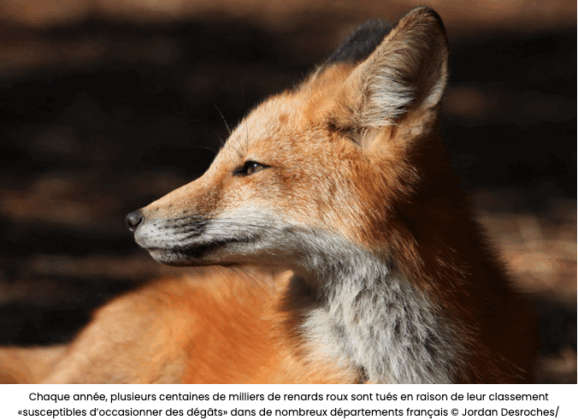 Les députés macronistes et socialistes rejettent les pétitions citoyennes contre le maintien des pesticides et le massacre des renards