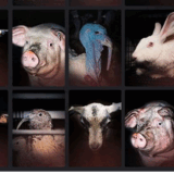 L214 expose ce samedi 20 juin les visages de l’élevage intensif à Carrefour