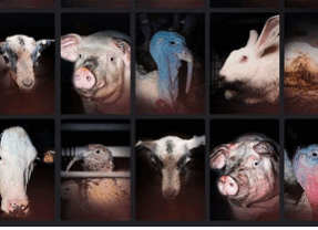 L214 expose ce samedi 20 juin les visages de l’élevage intensif à Carrefour