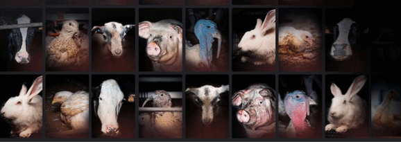 L214 expose ce samedi 20 juin les visages de l’élevage intensif à Carrefour