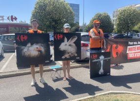 L214 demande à Carrefour de réduire la vente d&rsquo;animaux issus de l&rsquo;élevage intensif
