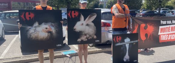 L214 demande à Carrefour de réduire la vente d&rsquo;animaux issus de l&rsquo;élevage intensif