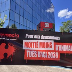 Les militants L214 exhortent Provencia à refuser de vendre des produits issus de l&rsquo;élevage intensif