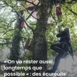 En ce moment, « les écureils », opposés à l&rsquo;A412 sont évacués des arbres par les forces de l&rsquo;ordre