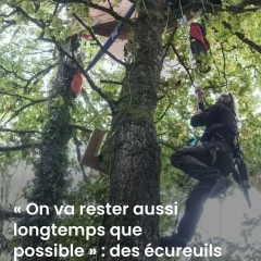 En ce moment, « les écureils », opposés à l&rsquo;A412 sont évacués des arbres par les forces de l&rsquo;ordre