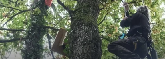 En ce moment, « les écureils », opposés à l&rsquo;A412 sont évacués des arbres par les forces de l&rsquo;ordre