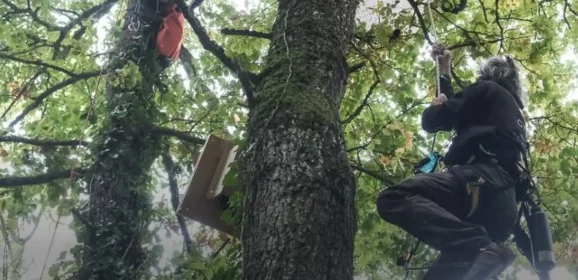 En ce moment, « les écureils », opposés à l&rsquo;A412 sont évacués des arbres par les forces de l&rsquo;ordre